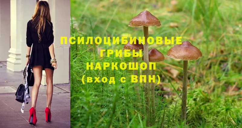 где найти   Волгореченск  Псилоцибиновые грибы MAGIC MUSHROOMS 